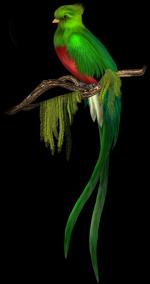 The Quetzal Of Guatamala clipart