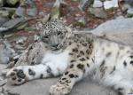 The Snow Leopards svg