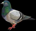 The Spotted Pigeon clipart