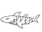 Tiger Shark coloring