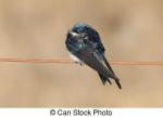 Tree Swallow clipart