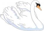 Trumpeter Swan clipart