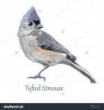 Tufted Titmouse clipart