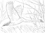 Tundra Swan coloring