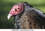 Turkey Vulture clipart