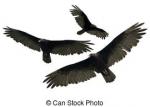 Turkey Vulture clipart