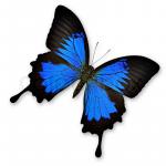 Ulysses Butterfly clipart