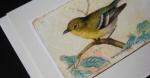 Vireo coloring