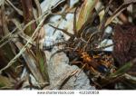 Wasp Spider clipart