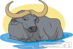 Water Buffalo clipart