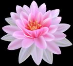Water Lily clipart