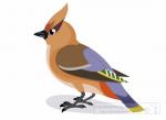 Waxwing clipart