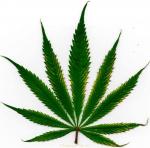 Weed clipart