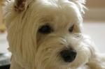 West Highland White Terrier coloring