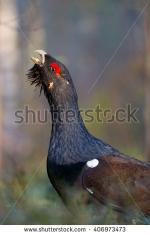 Western Capercaillie coloring