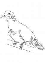 White Dove coloring