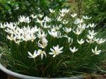 White Rain Lily clipart