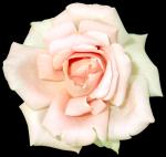 White Rose clipart