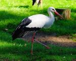 White Stork svg