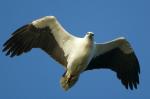 White-bellied Sea Eagle clipart