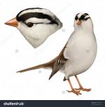 White-crowned Sparrow clipart