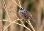 White-crowned Sparrow coloring