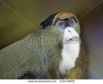 White-faced Guenon clipart