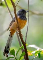 White-rumped Shama coloring