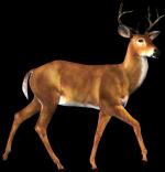 White-tailed Deer clipart