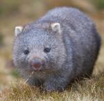 Whopping Wombat clipart