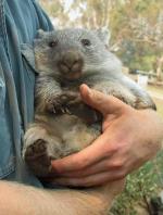 Whopping Wombat coloring