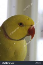 Yellow Ring Neck Parrot clipart