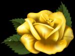 Yellow Rose clipart