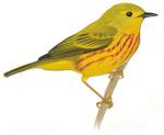 Yellow Warbler clipart