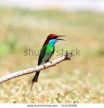Yellow-throated Bee-eater clipart