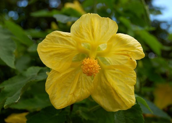 Abutilon svg