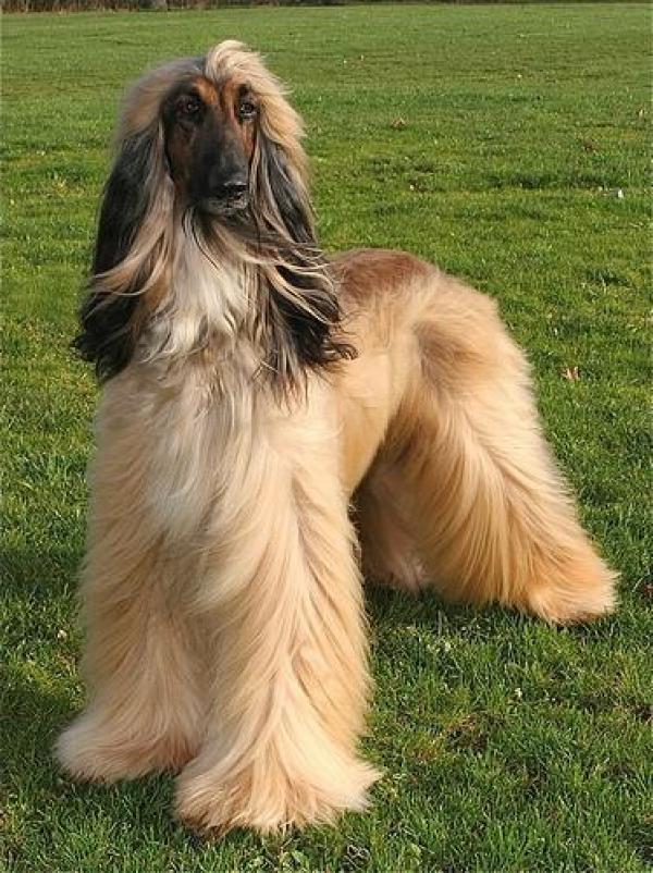 Afghan Hound coloring