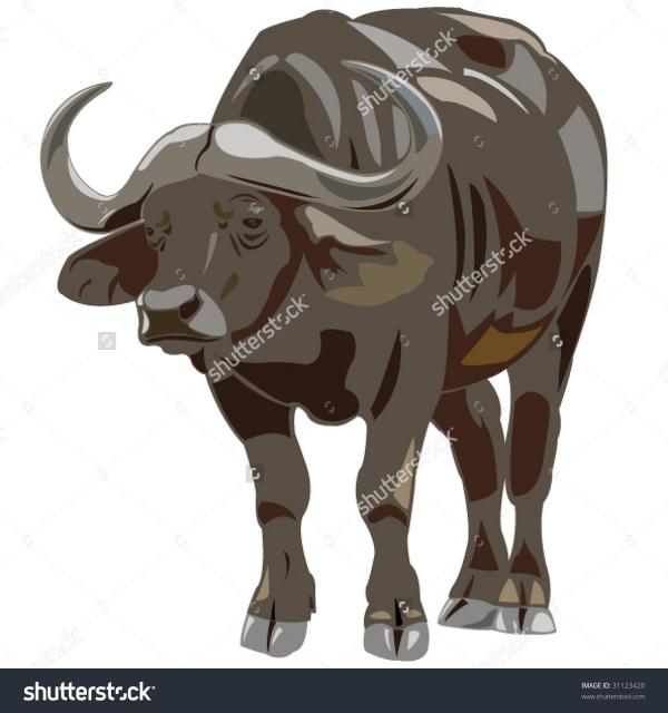 African Buffalo clipart