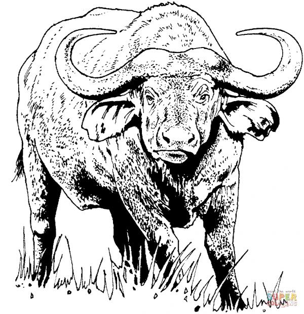 preview Water Buffalo coloring