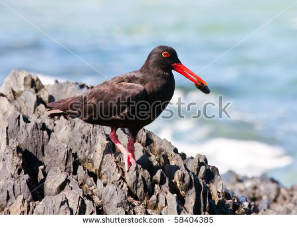 African Oyster Catcher clipart