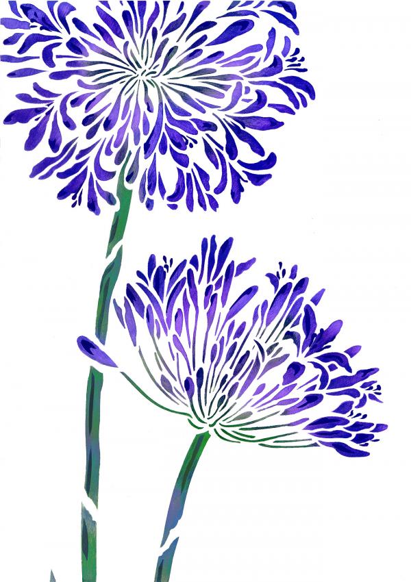 Agapanthus clipart