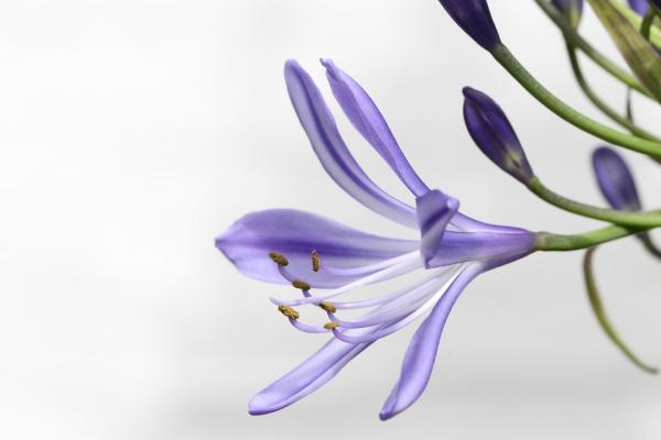 Agapanthus svg