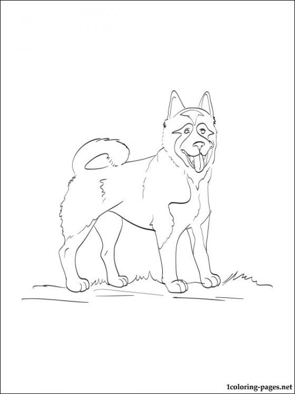 preview American Akita coloring