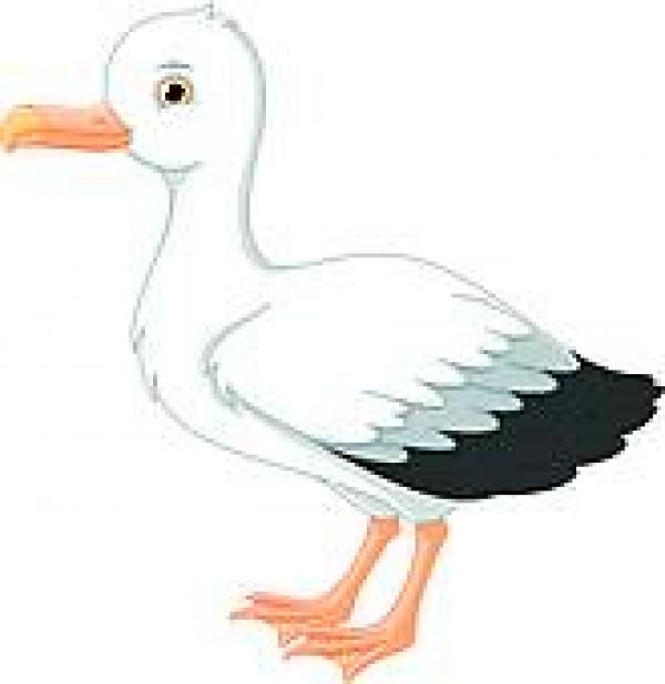 Albatross clipart