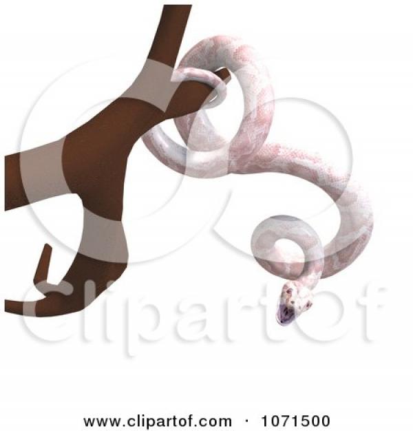 Albino clipart