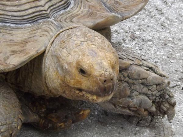 Aldabra Giant Tortoise coloring