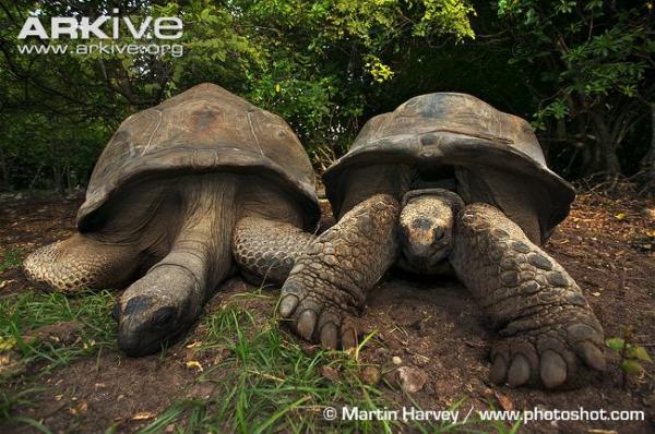 Aldabra Giant Tortoise svg
