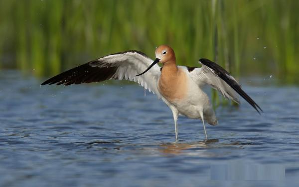 American Avocet clipart