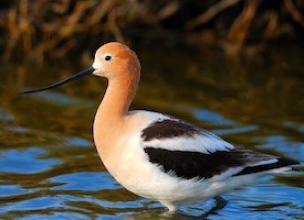 preview American Avocet coloring