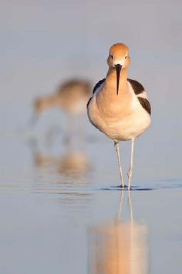 American Avocet svg